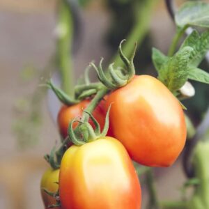 farming04 free img